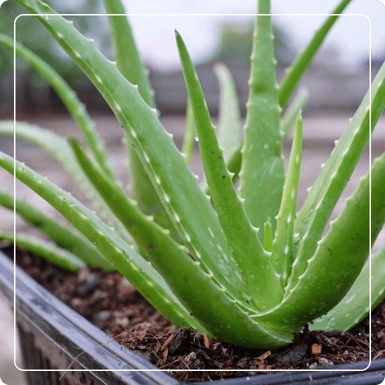 Aloe Vera (Aloe Barbadensis):