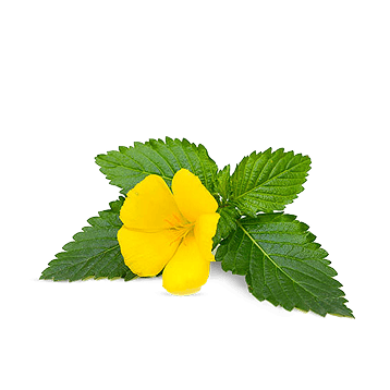 Damiana