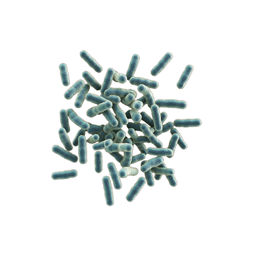 Enterococcus faecium