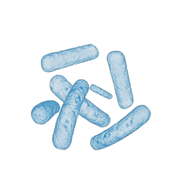 Lactobacillus helveticus