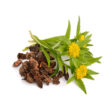 Rhodiola rosea